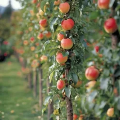 Online Fruktkolonner - Set om 6 - Äpple, päron - Höjd 60-70cm - ⌀9cm Träd