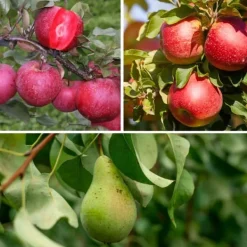 Online Fruktkolonner - Set om 6 - Äpple, päron - Höjd 60-70cm - ⌀9cm Träd