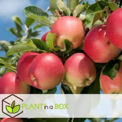 Online Fruktkolonner - Set om 6 - Äpple, päron - Höjd 60-70cm - ⌀9cm Träd
