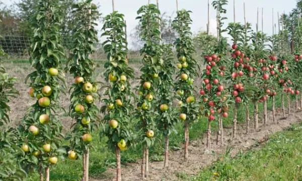 Online Fruktkolonner - Set om 6 - Äpple, päron - Höjd 60-70cm - ⌀9cm Träd