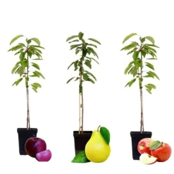 New Fruktkolonner - Set om 3 - Äpple, päron - Höjd 60-70cm - ⌀9cm Träd