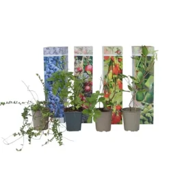Best Fruktträd - Set om 4 - Actinidia, Vaccinium, Lycium - Höjd 25-40cm - ⌀9cm Kit För Växt- & Örtplantering