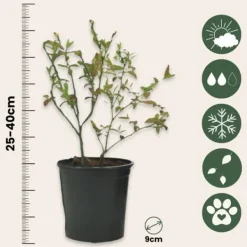 Best Fruktträd - Set om 4 - Actinidia, Vaccinium, Lycium - Höjd 25-40cm - ⌀9cm Kit För Växt- & Örtplantering