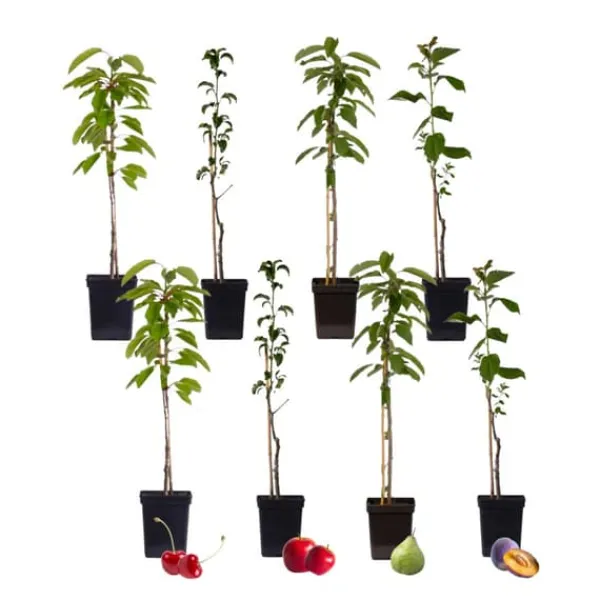 Sale Fruktträdsblandning - Set om 8 - Malus, Pryus, Prunus - Höjd 60-70cm - ⌀9cm Träd