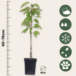 Sale Fruktträdsblandning - Set om 8 - Malus, Pryus, Prunus - Höjd 60-70cm - ⌀9cm Träd