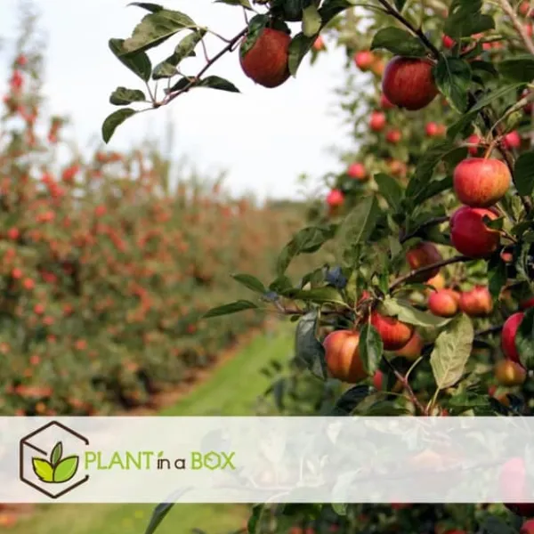 Sale Fruktträdsblandning - Set om 8 - Malus, Pryus, Prunus - Höjd 60-70cm - ⌀9cm Träd