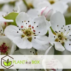 Sale Fruktträdsblandning - Set om 8 - Malus, Pryus, Prunus - Höjd 60-70cm - ⌀9cm Träd