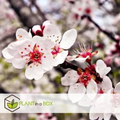Sale Fruktträdsblandning - Set om 8 - Malus, Pryus, Prunus - Höjd 60-70cm - ⌀9cm Träd