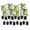 Fruktträdsblandning - Set om 16 - Malus, Pryus, Prunus - Höjd 60-70cm - ⌀9cm