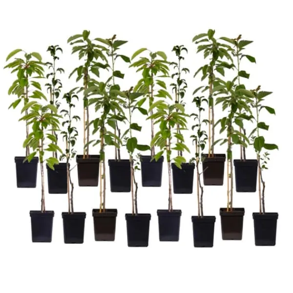Fruktträdsblandning - Set om 16 - Malus, Pryus, Prunus - Höjd 60-70cm - ⌀9cm