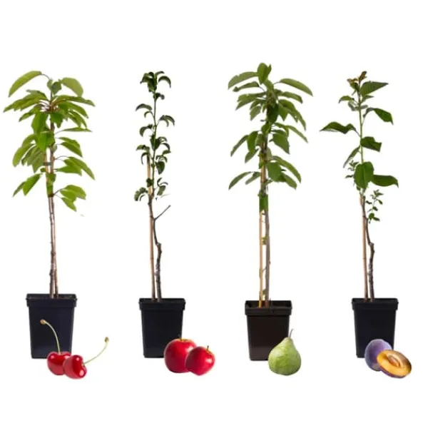 Discount Fruktträdsblandning - Set om 4 - Malus, Pryus, Prunus - Höjd 60-70cm - ⌀9cm Träd