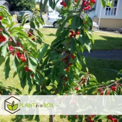Discount Fruktträdsblandning - Set om 4 - Malus, Pryus, Prunus - Höjd 60-70cm - ⌀9cm Träd