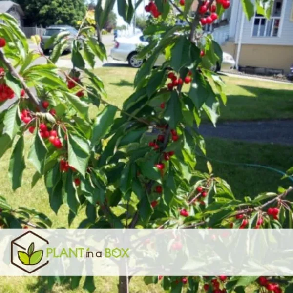 Discount Fruktträdsblandning - Set om 4 - Malus, Pryus, Prunus - Höjd 60-70cm - ⌀9cm Träd
