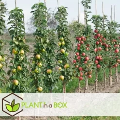 Discount Fruktträdsblandning - Set om 4 - Malus, Pryus, Prunus - Höjd 60-70cm - ⌀9cm Träd