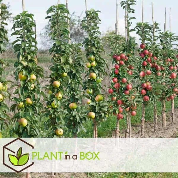 Discount Fruktträdsblandning - Set om 4 - Malus, Pryus, Prunus - Höjd 60-70cm - ⌀9cm Träd