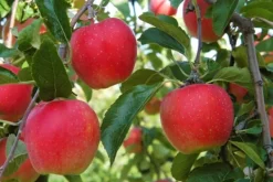 Discount Fruktträdsblandning - Set om 4 - Malus, Pryus, Prunus - Höjd 60-70cm - ⌀9cm Träd