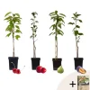 Sale Fruktträdsblandning Pokon - Set om 4 - Malus, Pryus, Prunus - H60-70cm - ⌀9cm Träd