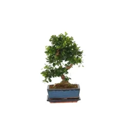 Fukienträd - Carmona microphylla - Höjd 20-30cm - ⌀15cm