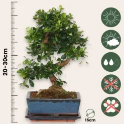 Fukienträd - Carmona microphylla - Höjd 20-30cm - ⌀15cm