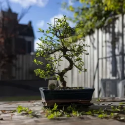 Fukienträd - Carmona microphylla - Höjd 20-30cm - ⌀15cm