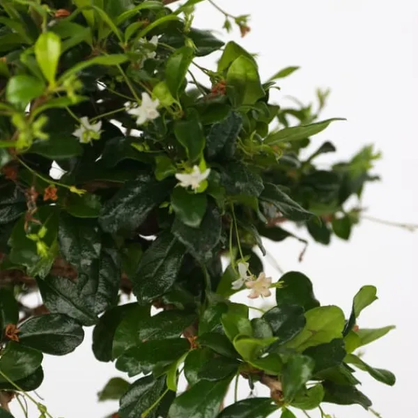 Fukienträd - Carmona microphylla - Höjd 20-30cm - ⌀15cm