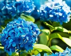 Garden Start Granulerad hortensia gödselmedel 2kg Gödningsmedel