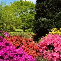 Gödsel för Rhododendron och Azaleor Trädgårdsstart 2kg