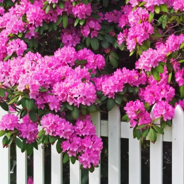 Gödsel för Rhododendron och Azaleor Trädgårdsstart 2kg
