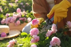 Gödsel för Rose Blommor Granulat Trädgård Start 2kg