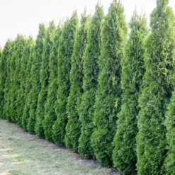 Best Gödsel för Thujas, Arborvitaes, Barrträd, Garden Start 2kg Gödningsmedel