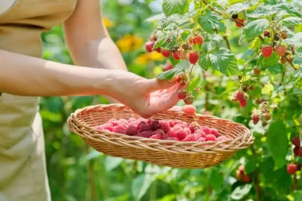 Gödselmedel för fruktträd och buskar Trädgård Start 2kg