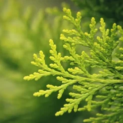 Gödselmedel för Thujas, Arborvitaes, Barrträd, Garden Start 10kg