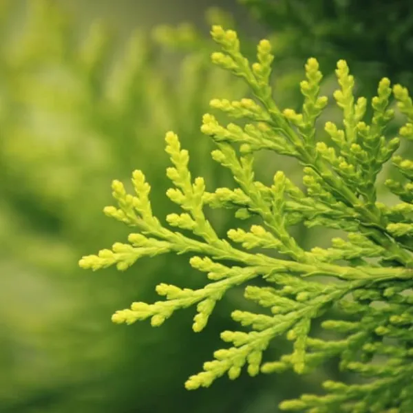 Gödselmedel för Thujas, Arborvitaes, Barrträd, Garden Start 10kg