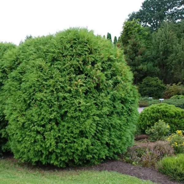 Gödselmedel för Thujas, Arborvitaes, Barrträd, Garden Start 10kg