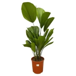 Gigantisk fläktpalm - Licuala grandis - Inomhuspalm - höjd ca 90 cm