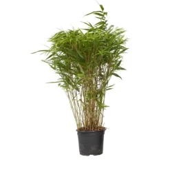 Online Glansbambu - Fargesia nitida 'Gansu' - Höjd 50-70cm - Kruka 17cm Buskar