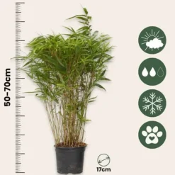 Online Glansbambu - Fargesia nitida 'Gansu' - Höjd 50-70cm - Kruka 17cm Buskar