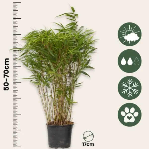 Online Glansbambu - Fargesia nitida 'Gansu' - Höjd 50-70cm - Kruka 17cm Buskar