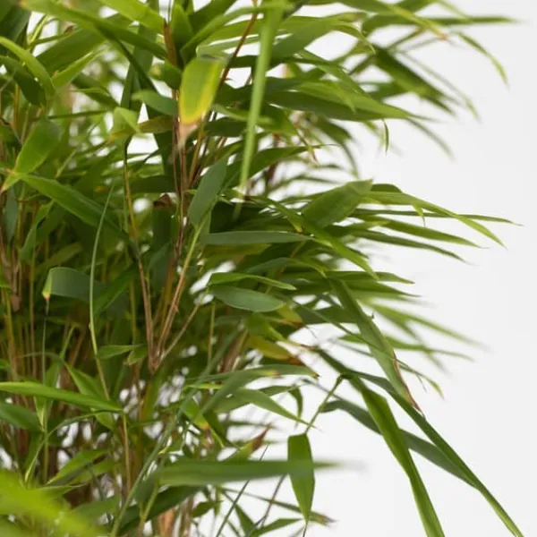 Online Glansbambu - Fargesia nitida 'Gansu' - Höjd 50-70cm - Kruka 17cm Buskar