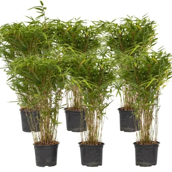Glansbambu - Set om 6 - Fargesia nitida 'Gansu' - Höjd 50-70cm - ⌀17cm