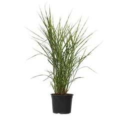 Hot Glansmiskantus - Miscanthus sinensis 'Zebrinus' - Höjd 20-30cm - ⌀23cm Trädgårdsväxter