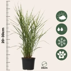 Hot Glansmiskantus - Miscanthus sinensis 'Zebrinus' - Höjd 20-30cm - ⌀23cm Trädgårdsväxter