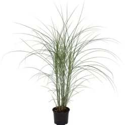 Online Glansmiskantus - Miscanthus sinensis 'Kleine Silberspinne - Höjd 20-30cm - ⌀23cm Trädgårdsväxter