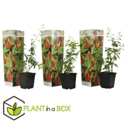 Outlet Goji bär - Set om 3 - Lycium barbarum - Höjd 25-40cm - ⌀9cm Buskar
