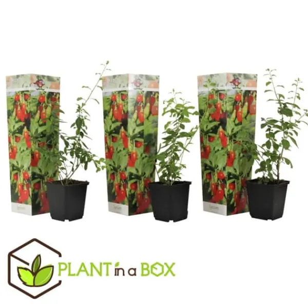 Outlet Goji bär - Set om 3 - Lycium barbarum - Höjd 25-40cm - ⌀9cm Buskar