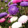 New Graine - frö Seklos lt PLATINA FRÖN NASIONA ASTER CHRYZANTEMOWY CALLISTEPHUS CHINENSIS 1 G Blommor