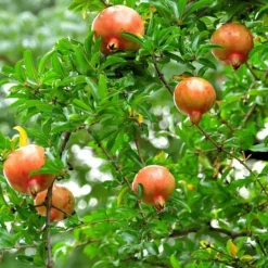 Granatäpple - Set om 6 - Punica granatum - Höjd 25-40cm - ⌀9cm