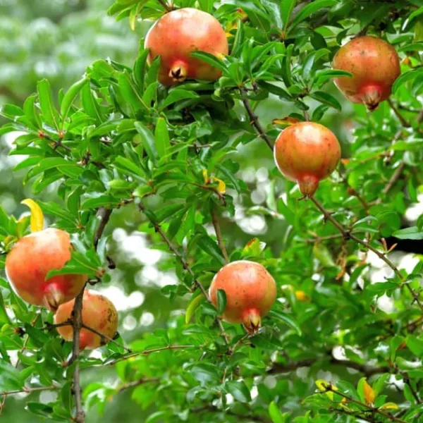 Granatäpple - Set om 6 - Punica granatum - Höjd 25-40cm - ⌀9cm