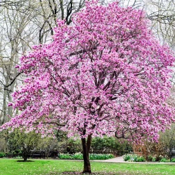 Hot Granulerad gödsel för Magnolias Garden Start 1kg Gödningsmedel