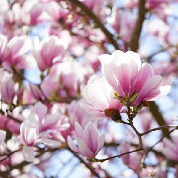 Hot Granulerad gödsel för Magnolias Garden Start 1kg Gödningsmedel